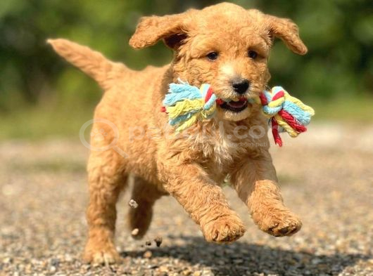 ÜST KALİTE DOODLE BEBEKLERİMİZ BİR ÇOK SEÇENEK