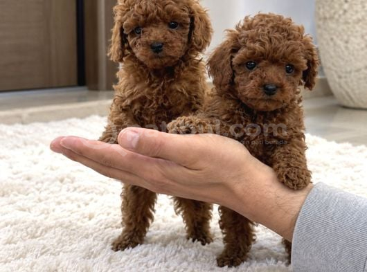 Özenle Yetiştirilen Toy Poodle Yavruları