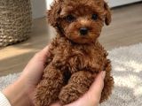 Resmi ve Ruhsatlı Poodle Yetiştirme Merkezi
