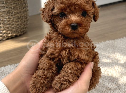 Resmi ve Ruhsatlı Poodle Yetiştirme Merkezi