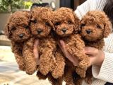 Premium Kalitede Özel Seçim Toy Poodle