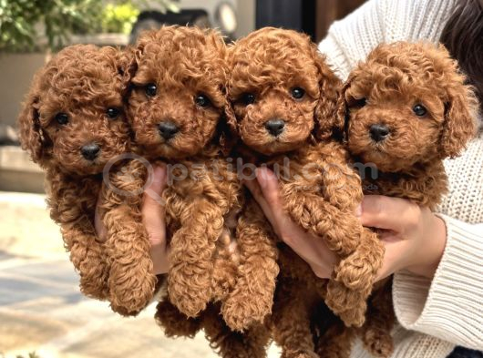 Premium Kalitede Özel Seçim Toy Poodle