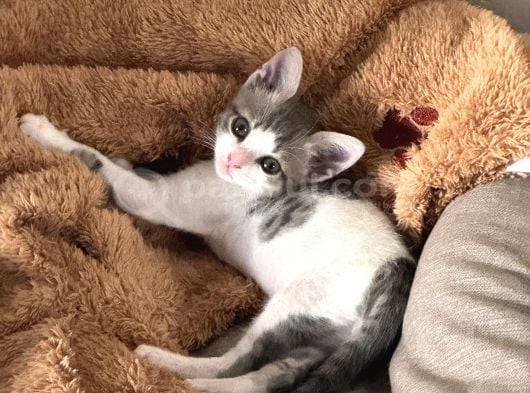 Ücretsiz Kedi Sahiplendirme
