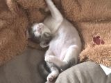 Ücretsiz Kedi Sahiplendirme