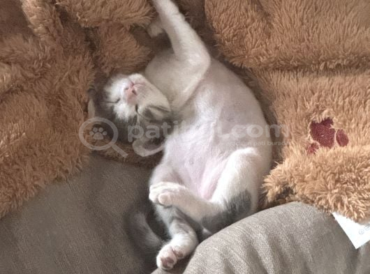 Ücretsiz Kedi Sahiplendirme görsel