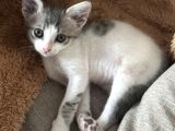 Ücretsiz Kedi Sahiplendirme