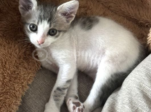 Ücretsiz Kedi Sahiplendirme görsel
