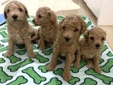 Toy Poodle Tekirdağ Yavru