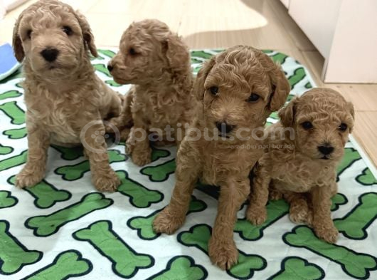Toy Poodle Tekirdağ Yavru görsel