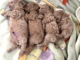 Toy Poodle Tekirdağ Yavru