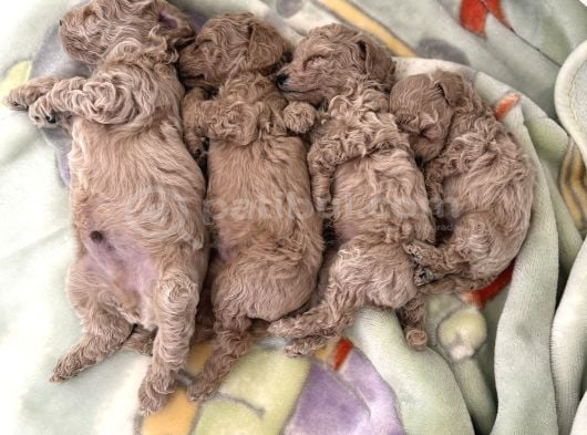 Toy Poodle Tekirdağ Yavru görsel