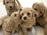 Toy poodle tekirdağ yavru
