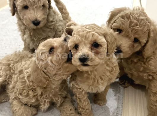 Toy Poodle Tekirdağ Yavru