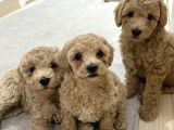 Toy Poodle Tekirdağ Yavru