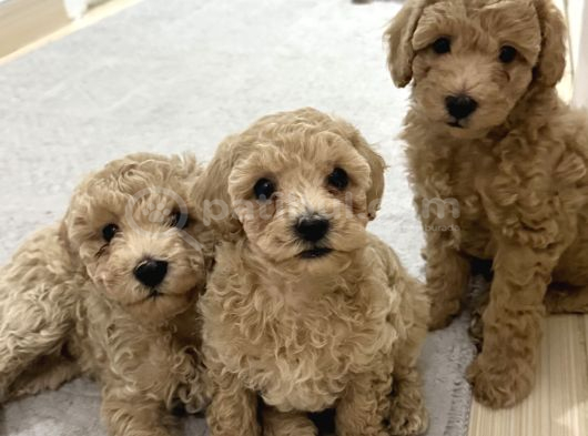 Toy Poodle Tekirdağ Yavru görsel