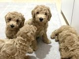 Toy Poodle Tekirdağ Yavru