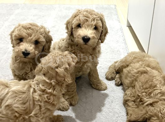 Toy Poodle Tekirdağ Yavru görsel
