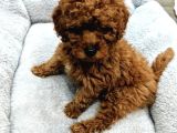 GÜZELLİK ABİDESİ TOY POODLE