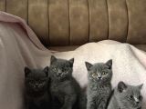 Top Kafa Irkının En Güzellerinden British Shorthair Yavrular