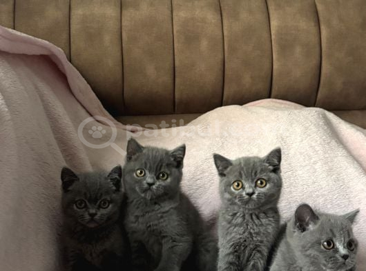 Top Kafa Irkının En Güzellerinden British Shorthair Yavrular görsel