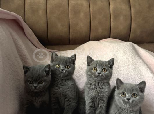 Top Kafa Irkının En Güzellerinden British Shorthair Yavrular görsel