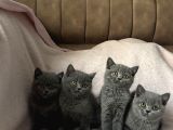 Top kafa ırkının en güzellerinden british shorthair yavrular