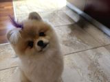 Pomerian Boo