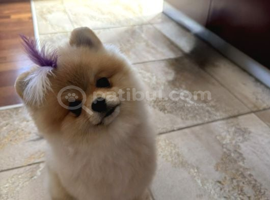 Pomerian Boo görsel