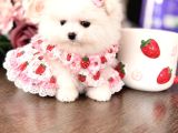Mi̇ni̇ Boy Prenses Pomerani̇an Boo