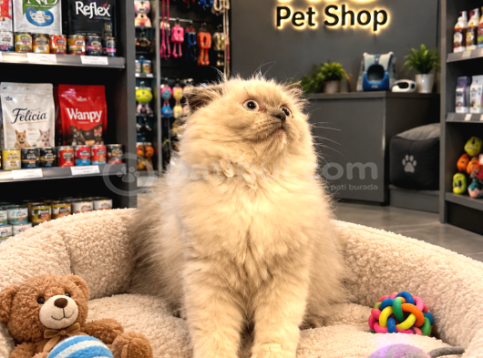 Harika Scottish longhair blue point yavrularımız