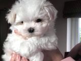 Maltese Terri̇er Yavrularimiz