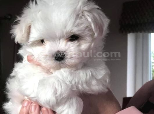 Maltese Terri̇er Yavrularimiz görsel