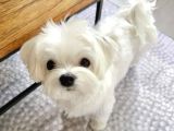 Maltese Terri̇er Yavrularimiz