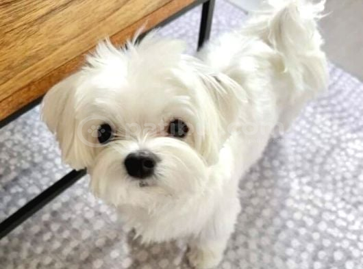 Maltese Terri̇er Yavrularimiz görsel