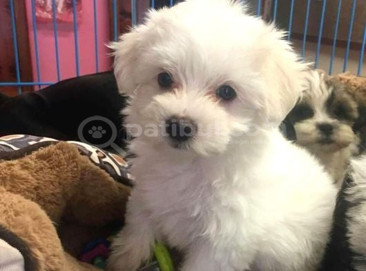 MALTESE TERRİER YAVRULARIMIZ