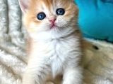 Mavi Boncuk Golden British Shorthair