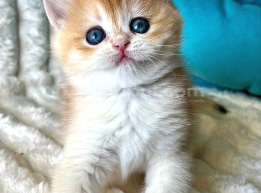 Mavi Boncuk Golden British Shorthair