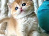 Mavi Boncuk Golden British Shorthair