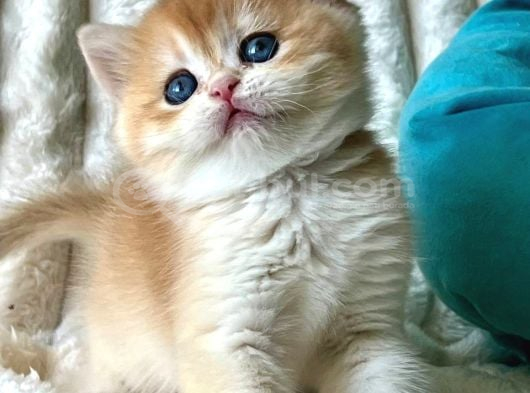 Mavi Boncuk Golden British Shorthair görsel