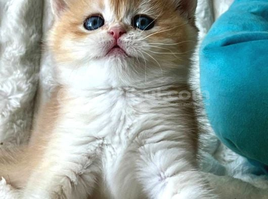 Mavi Boncuk Golden British Shorthair görsel