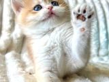 Mavi Boncuk Golden British Shorthair