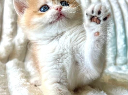 Mavi Boncuk Golden British Shorthair görsel