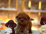 A Kalite Red ToyPoodle Yavrularımız