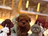 A Kalite Red Toypoodle Yavrularımız