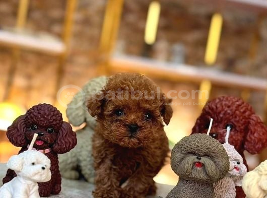 A Kalite Red Toypoodle Yavrularımız görsel