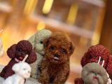 A Kalite Red Toypoodle Yavrularımız