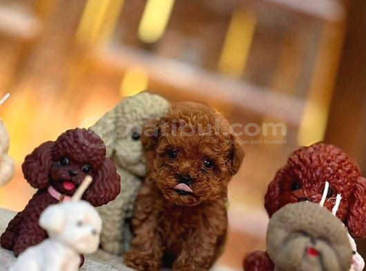 A Kalite Red Toypoodle Yavrularımız görsel