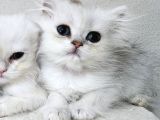 Kocaeli̇ Darica Mi̇ni̇k Pati̇ler