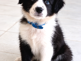 Zekisağlıklı Ve Irk Garantili Border Collie Yavruları