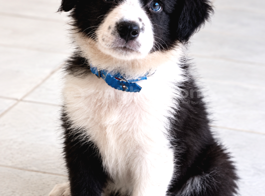 Zekisağlıklı Ve Irk Garantili Border Collie Yavruları görsel